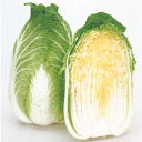 ことぶき 20ml 白菜 ハクサイ はくさい