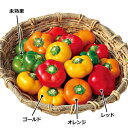 フルーツパプリカ セニョリータ・オレンジ 100粒 パプリカ ぱぷりか