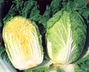 双美黄 20ml 白菜 ハクサイ はくさい