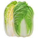 菜時黄 20ml 白菜 ハクサイ はくさい