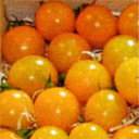 サンレモン(TSX-112黄) 100粒 トマト とまと 蕃茄 ダイヤ交配
