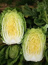 CR黄華 20ml 白菜 ハクサイ はくさい