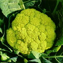 遠州みどり花やさい コート(1000粒) カリフラワー