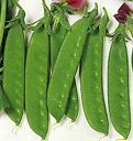 豊成豌豆 1l さやえんどう サヤエンドウ 莢豌豆