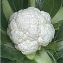 雪華 2500粒 カリフラワー