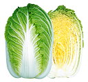 頼黄90(らいおう) 20ml詰 白菜 ハクサイ はくさい 宇治交配