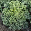 ライトキッチン(f1) PVP コート1800粒 ケール けーる