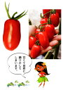 フラガール 100粒 トマト とまと 蕃茄 ダイヤ交配