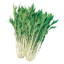 早生水天 水菜 2dl 水菜 ミズナ みずな