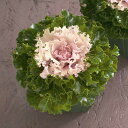 F1クリスタル バニラ 1000粒 葉牡丹 種 タネ