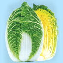 祭典ネオ70CR 10ml 白菜 ハクサイ はくさい