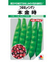 本金時菜豆 1L さやえんどう サヤエンドウ 莢豌豆
