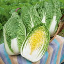 CRお黄にいり白菜 タキイ交配 20ml 白菜 ハクサイ はくさい