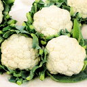 バージンロード 2000粒 カリフラワー