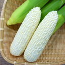 ホワイトショコラとうもろこし 2000粒 とうもろこし トウモロコシ 玉蜀黍