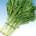 株張千緑水菜 2dl 水菜 ミズナ みずな F1 中原採種場