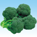 グリーンパレス 20ml カリフラワー F1 中原採種場