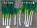 TSX-025 1DL 葱 ネギ ねぎ ダイヤ交配