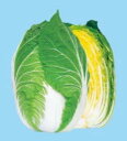 秋の祭典 10ml 白菜 ハクサイ はくさい