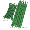 スラットワンダー菜豆 1L さやえんどう サヤエンドウ 莢豌豆