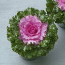 F1クリスタル ピンク 1000粒 葉牡丹 種 タネ