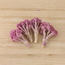 紫カリフローレ70 Lコート1000粒 カリフラワー グストイタリア