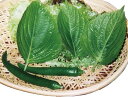 えごま l 胡麻 ゴマ ごま
