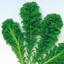 わさび菜 2dl わさび菜 わさびな 中原採種場