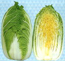 ゆめぶき502白菜 20ml 白菜 ハクサイ はくさい