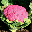 遠州あか花やさい コート(1000粒) カリフラワー