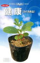 健康(スイカ共台) 200粒 台木 ダイギ だいぎ