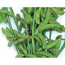 ひざ栗毛枝豆 1L 枝豆 えだまめ エダマメ
