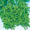 早生黒頭巾枝豆 タキイ育成 1L 枝豆 えだまめ エダマメ