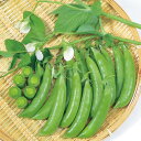 スナック753豌豆 1l さやえんどう サヤエンドウ 莢豌豆