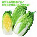 ミニ頼黄50(らいおう) 20ml詰 白菜 ハクサイ はくさい 宇治交配