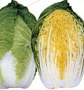 CR金鯱75 20ml 白菜 ハクサイ はくさい