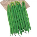 初みどり2号菜豆 1L さやえんどう サヤエンドウ 莢豌豆