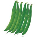 つるなしモロッコ菜豆 1L さやえんどう サヤエンドウ 莢豌豆