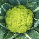 黄玉早生 (NYF-255) 2500粒 カリフラワー