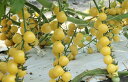 サンシトロン 100粒 トマト とまと 蕃茄 ダイヤ交配