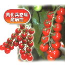 リトルジェムプレミアム 100粒 トマト とまと 蕃茄