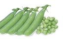 ウスイ 1L袋 豌豆 えんどうまめ ヤエ育成