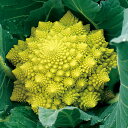 ミナレット花椰菜 千粒(コートL) カリフラワー F1 中原採種場