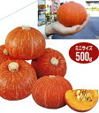 朱姫(あけひめ) 100粒 南瓜 カボチャ かぼちゃ