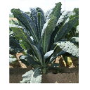 カーボロネロ・フォルツァ 1000粒(Lコート) グストイタリア