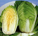 ペレット みねぶき505白菜 20ml 白菜 ハクサイ はくさい
