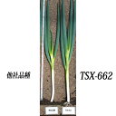 陽春の宴 TSX-662 5000粒(コート) 葱 ネギ ねぎ ダイヤ交配