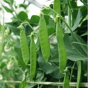 ニムラ白花絹莢C 1L 袋 さやえんどう サヤエンドウ 莢豌豆