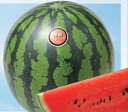 神農 200粒 スイカ すいか 西瓜