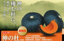 神の杜 500粒 南瓜 カボチャ かぼちゃ 種子 種 タネ